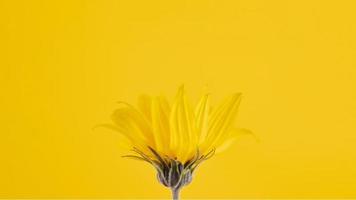 Yellow flower bud of topinambur on yellow background, top copy space, blurred yellow flower photo