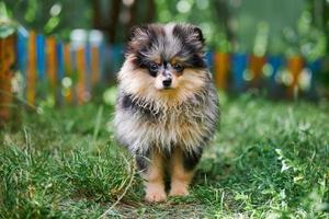 Pomeranian Spitz puppy in garden