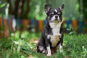 Chihuahua puppy, little dog in garden