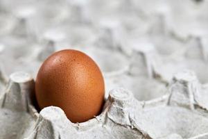 Chicken egg in paper egg tray, copy space. photo