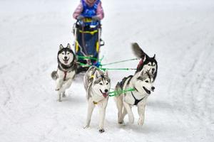 Husky sled dog racing photo