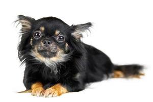 Chihuahua puppy on white isolated background photo