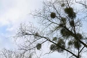 arbustos viscosos en las ramas de los árboles foto