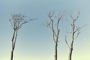 Beautiful bare branches of dead trees against bright blue sky background, close up photo