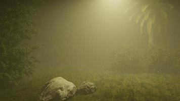 morning mist in the forest - Beautiful landscape - Drawing meadow in tropical forest photo