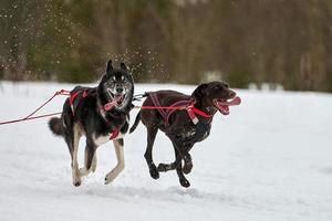 corriendo husky y perro puntero en carreras de trineos tirados por perros foto