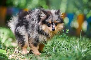 Pomeranian Spitz puppy pooping in garden photo