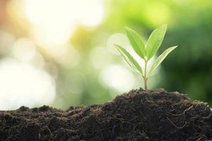 Young plant with morning light on nature background photo