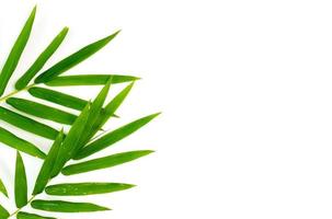 Bamboo leaves on white background photo