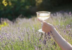 Young woman drink  wine in the sunset lavender field photo