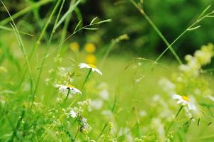 gras and flowers background at raint photo