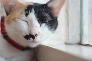 gato perezoso durmiendo junto a la ventana. foto