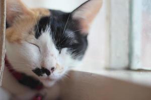 Lazy cat sleeping by the window. photo