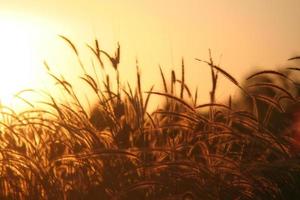 Reed grass flower in the sunset photo