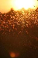 Reed grass flower in the sunset photo