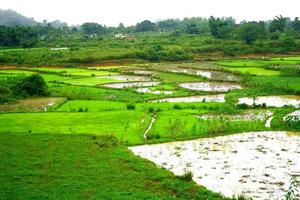 Terrace type Cultivation of Rice in the mountain of Daringbadi, Odisha, India photo