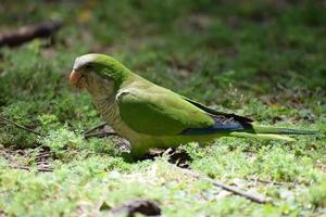 closeup of a cute monk parakeet on the ground photo