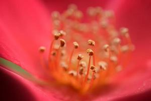 macro shot of red rose flower photo