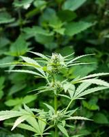 A cannabis plant with white hairs, green wild hemp photo