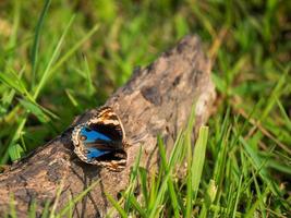 a butterfly perched on a dry tree trunk on green grass photo
