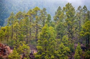 Canarian pines, pinus canariensis in the Corona Forestal Nature photo