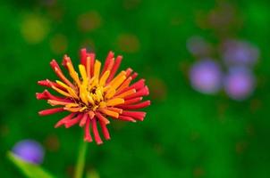 flor roja-amarilla zinnia close-up, región de moscú, rusia foto