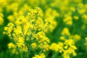 Colorful fresh yellow rapeseed rape flowers of bittercress Barbarea vulgaris with close-up photo