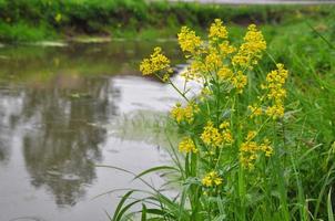 Colorful fresh yellow flowers of bittercress Barbarea vulgaris near the water close-up photo