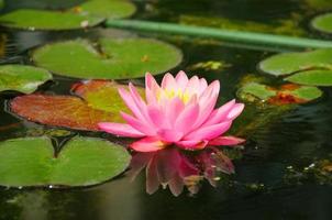 Pink Lily Lilium in closeup in Palmen Garten, Frankfurt am Main, Hessen, Germany photo