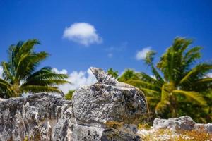 Iguana lizard in ancient ruins of Maya in El Rey Archaeological Zone near Cancun, Yukatan, Mexico photo