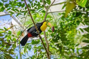 Keel-billed Toucan, Ramphastos sulfuratus, bird with big bill sitting on the branch in the forest, nature travel in central America, Playa del Carmen, Riviera Maya, Yu atan, Mexico photo