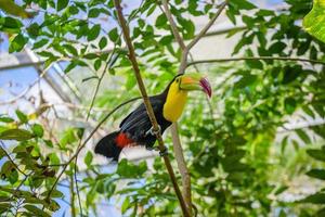 Keel-billed Toucan, Ramphastos sulfuratus, bird with big bill sitting on the branch in the forest, nature travel in central America, Playa del Carmen, Riviera Maya, Yu atan, Mexico photo