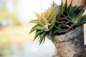 Cactus on pot in garden. photo