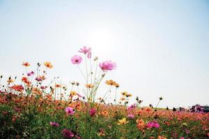 Cosmos with colorful at sky. photo