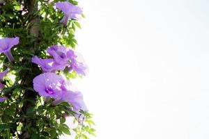 Purple flower with a white background. photo