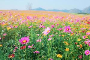 Cosmos on field. photo