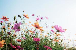 Cosmos with colorful at sunlight. photo