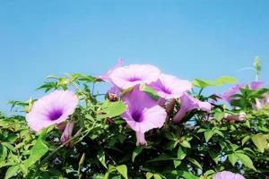 flor morada con cielo azul. foto