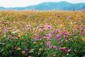 Cosmos on field in summer. photo