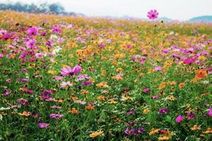 Colorful cosmos in park. photo