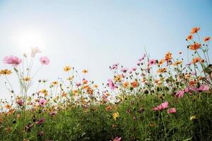 Cosmos with beautiful at sky. photo