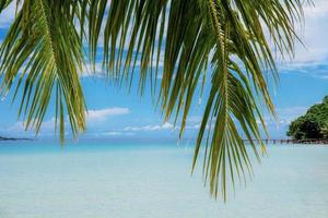 Palm leaves with sea background. photo