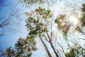 Dry tree at the sunlight. photo