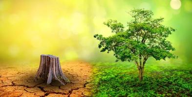 tree in two  with very different environments Earth Day or World Environment Day Global Warming and Pollution photo