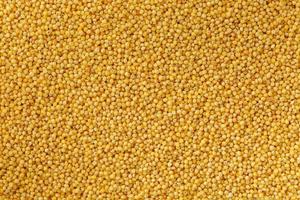 Yellow millet background. Healthy grains vegetarianism, Macro photo