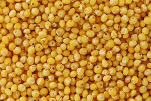 Yellow millet background. Healthy grains vegetarianism, Macro photo