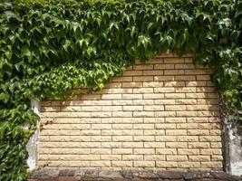 The fence is made of beige textured brick covered with plants photo