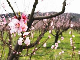 jóvenes flores rosadas de primavera de melocotoneros en plantaciones foto