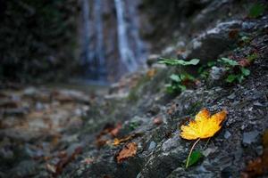 Autumn yellow leaf on a waterfall background photo