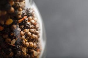 A mixture of seasonings, spices and herbs in a glass mill on a black background. photo